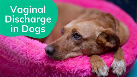 brown discharge female dog|Vulvar Discharge